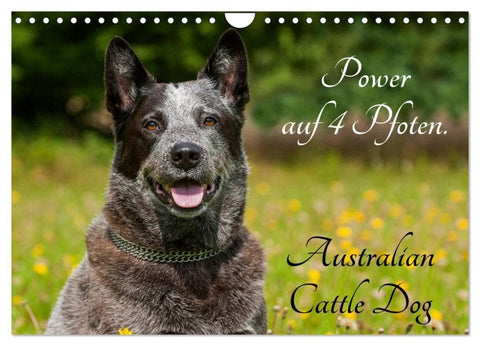 Power auf 4 Pfoten. Australian Cattle Dog (Wandkalender 2027 DIN A4 quer), CALVENDO Monatskalender