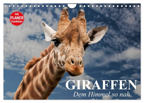 Giraffen. Dem Himmel so nah (Wandkalender 2026 DIN A4 quer), CALVENDO Monatskalender