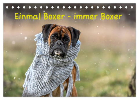 Einmal Boxer - immer Boxer (Tischkalender 2026 DIN A5 quer), CALVENDO Monatskalender