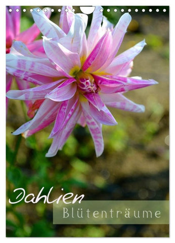 Dahlien - Blütenträume (Wandkalender 2027 DIN A4 hoch), CALVENDO Monatskalender