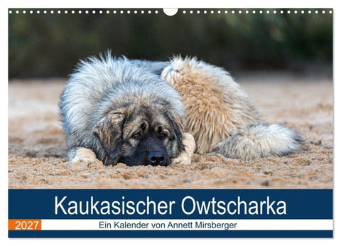 Kaukasischer Owtscharka (Wandkalender 2027 DIN A3 quer), CALVENDO Monatskalender
