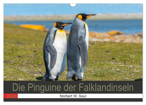 Die Pinguine der Falklandinseln (Wandkalender 2026 DIN A3 quer), CALVENDO Monatskalender