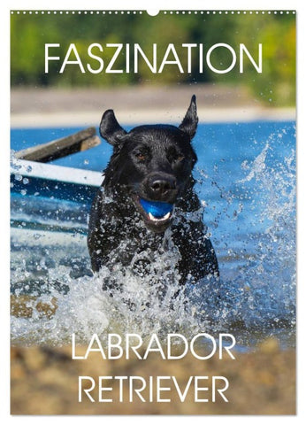 Faszination Labrador Retriever (Wandkalender 2026 DIN A2 hoch), CALVENDO Monatskalender