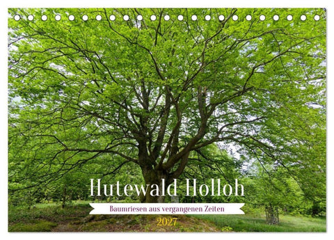 Hutewald Halloh - Baumriesen aus vergangenen Zeiten (Tischkalender 2027 DIN A5 quer), CALVENDO Monatskalender
