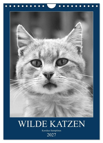 Wilde Katzen - Korsikas Samtpfoten (Wandkalender 2027 DIN A4 hoch), CALVENDO Monatskalender