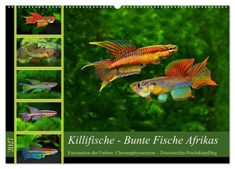 Killifische – Bunte Fische Afrikas (Wandkalender 2027 DIN A2 quer), CALVENDO Monatskalender