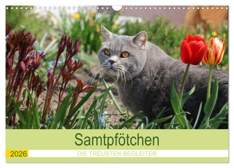 Samtpfötchen - Die treusten Begleiter 2026 (Wandkalender 2026 DIN A3 quer), CALVENDO Monatskalender