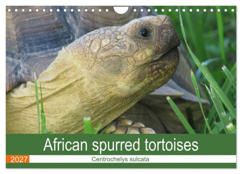 African spurred tortoises (Wall Calendar 2027 DIN A4 landscape), CALVENDO 12 Month Wall Calendar