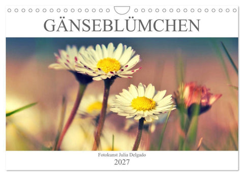 Gänseblümchen Poesie (Wandkalender 2027 DIN A4 quer), CALVENDO Monatskalender