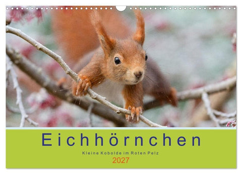 Eichhörnchen - Kleine Kobolde im Roten Pelz (Wandkalender 2027 DIN A3 quer), CALVENDO Monatskalender