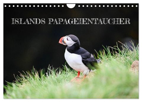 Islands Papageientaucher (Wandkalender 2026 DIN A4 quer), CALVENDO Monatskalender