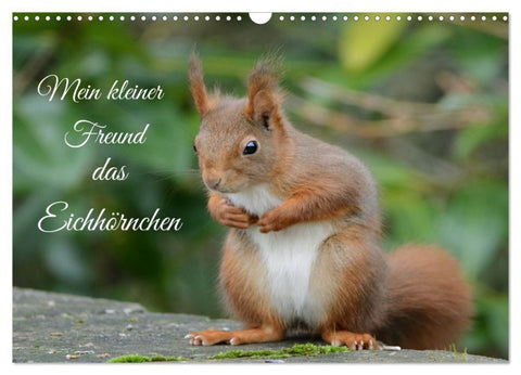 Mein kleiner Freund das Eichhörnchen (Wandkalender 2027 DIN A3 quer), CALVENDO Monatskalender