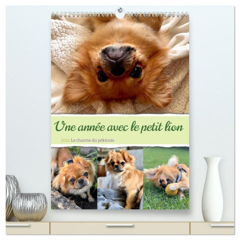 Une année avec le petit lion - Le charme du pékinois  (Calendrier mural 2026 DIN A2 horizontal) calendrier de bureau