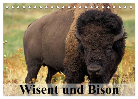 Wisent und Bison (Tischkalender 2026 DIN A5 quer), CALVENDO Monatskalender