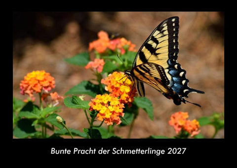 Bunte Pracht der Schmetterlinge 2027 Fotokalender DIN A3