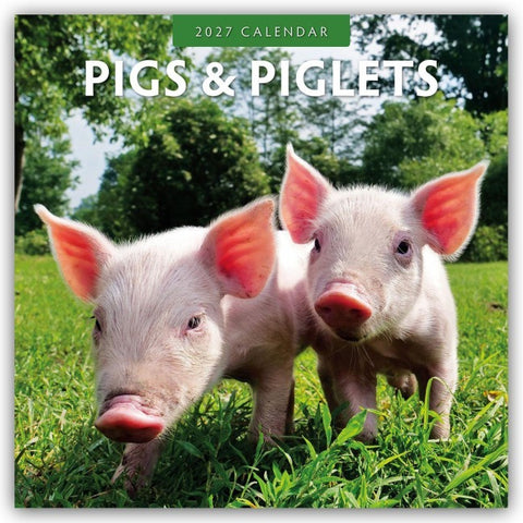 Pigs & Piglets – Schweine & Ferkel 2027 – 16-Monatskalender