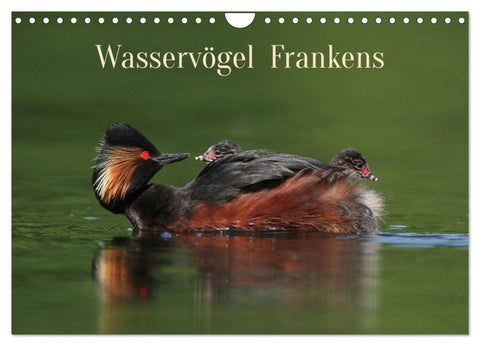 Wasservögel Frankens (Wandkalender 2027 DIN A4 quer), CALVENDO Monatskalender