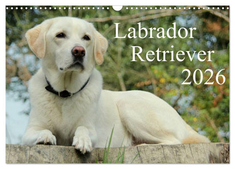 Labrador Retriever 2026 (Wandkalender 2026 DIN A3 quer), CALVENDO Monatskalender