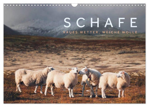 Schafe - Raues Wetter, weiche Wolle (Wandkalender 2027 DIN A3 quer), CALVENDO Monatskalender