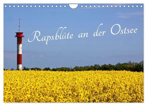 Rapsblüte an der Ostsee (Wandkalender 2027 DIN A4 quer), CALVENDO Monatskalender