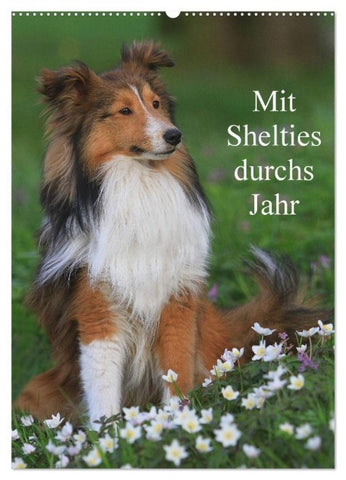 Mit Shelties durchs Jahr (Wandkalender 2027 DIN A2 hoch), CALVENDO Monatskalender