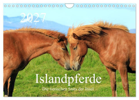 Islandpferde - Die tierischen Stars der Insel (Wandkalender 2027 DIN A4 quer), CALVENDO Monatskalender