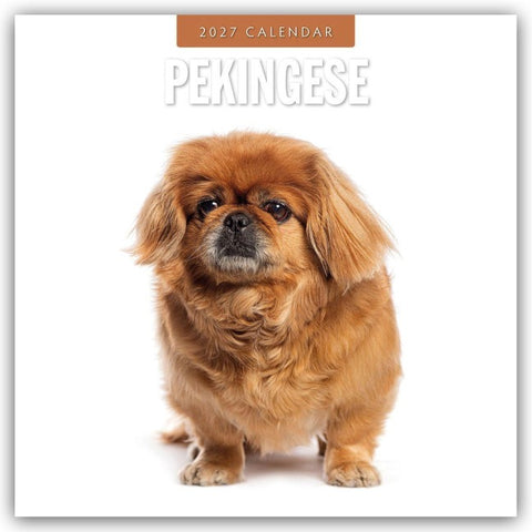 Pekingese – Pekinese – Peking Palasthund 2027 – 16-Monatskalender