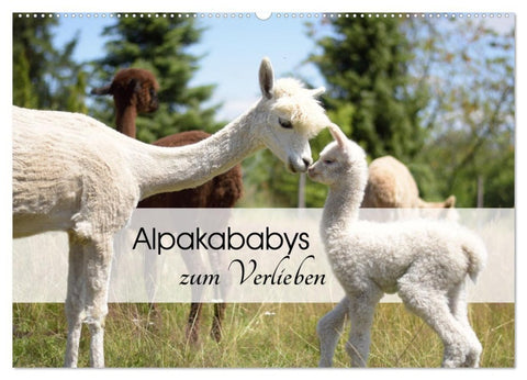 Alpakababys zum Verlieben (Wandkalender 2027 DIN A2 quer), CALVENDO Monatskalender