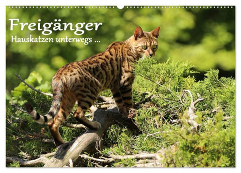 Freigänger - Hauskatzen unterwegs (Wandkalender 2026 DIN A2 quer), CALVENDO Monatskalender