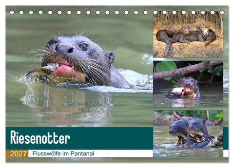 Riesenotter - Flusswölfe im Pantanal (Tischkalender 2027 DIN A5 quer), CALVENDO Monatskalender