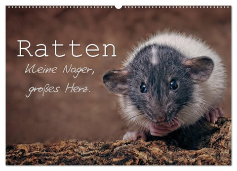 Ratten. Kleine Nager, großes Herz. (Wandkalender 2027 DIN A2 quer), CALVENDO Monatskalender