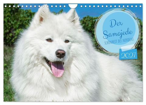 Der Samojede - Schönheit des Nordens (Wandkalender 2027 DIN A4 quer), CALVENDO Monatskalender