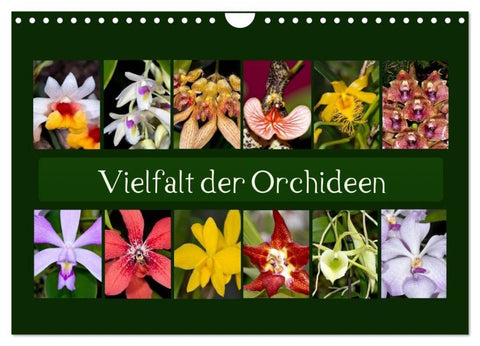 Vielfalt der Orchideen (Wandkalender 2027 DIN A4 quer), CALVENDO Monatskalender