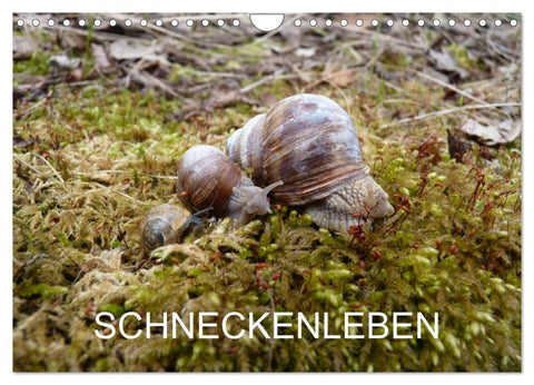 Schneckenleben (Wandkalender 2026 DIN A4 quer), CALVENDO Monatskalender
