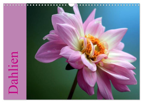 Dahlien (Wandkalender 2027 DIN A3 quer), CALVENDO Monatskalender