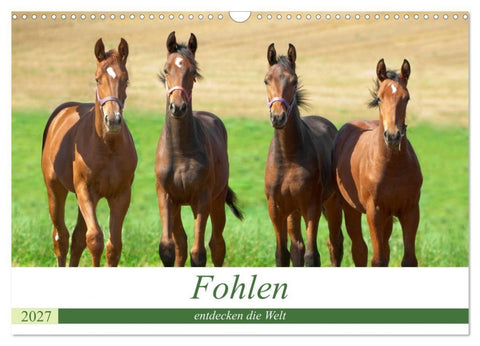Fohlen entdecken die Welt (Wandkalender 2027 DIN A3 quer), CALVENDO Monatskalender