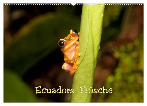 Ecuadors Frösche (Wandkalender 2026 DIN A2 quer), CALVENDO Monatskalender