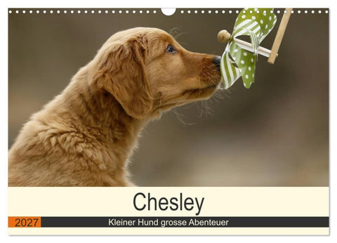 Chesley Kleiner Hund grosse Abenteuer (Wandkalender 2027 DIN A3 quer), CALVENDO Monatskalender