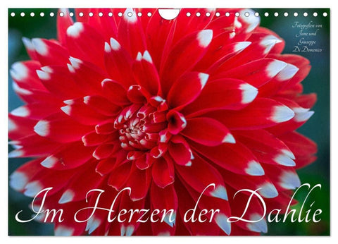 Im Herzen der Dahlie (Wandkalender 2027 DIN A4 quer), CALVENDO Monatskalender