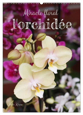 Miracle floral l'orchidée (Calendrier mural 2027 DIN A2 horizontal), CALVENDO calendrier mensuel