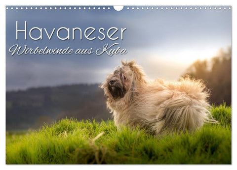 Havaneser - Wirbelwinde aus Kuba (Wandkalender 2027 DIN A3 quer), CALVENDO Monatskalender