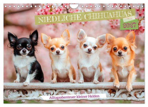Niedliche Chihuahuas (Wandkalender 2027 DIN A4 quer), CALVENDO Monatskalender