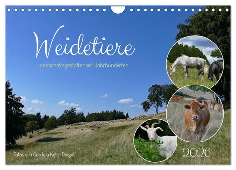 Weidetiere - Landschaftsgestalter seit Jahrhunderten (Wandkalender 2026 DIN A4 quer), CALVENDO Monatskalender
