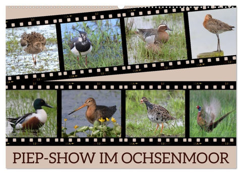 PIEP-SHOW im Ochsenmoor (Wandkalender 2027 DIN A2 quer), CALVENDO Monatskalender