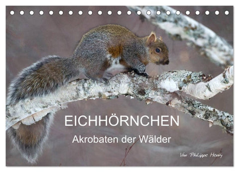 EICHHÖRNCHEN (Tischkalender 2027 DIN A5 quer), CALVENDO Monatskalender