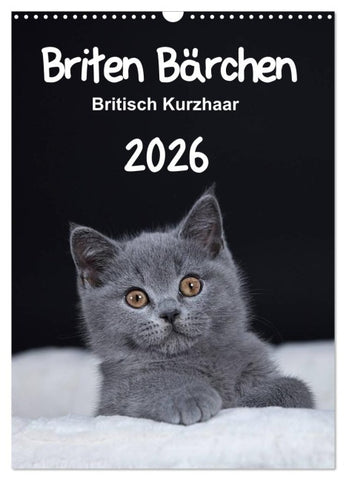 Briten Bärchen – Britisch Kurzhaar 2026 (Wandkalender 2026 DIN A3 hoch), CALVENDO Monatskalender