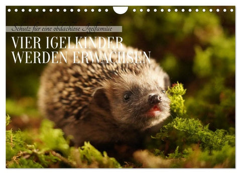 Schutz für eine obdachlose Igelfamilie - Vier Igelkinder werden erwachsen. (Wandkalender 2027 DIN A4 quer), CALVENDO Monatskalender