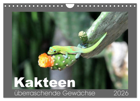 Kakteen - überraschende Gewächse (Wandkalender 2026 DIN A4 quer), CALVENDO Monatskalender