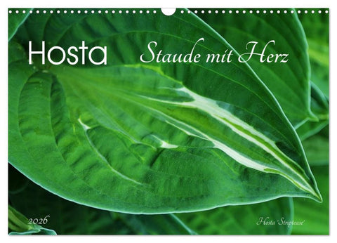 Hosta Staude mit Herz (Wandkalender 2026 DIN A3 quer), CALVENDO Monatskalender
