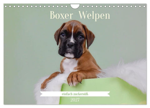 Boxer Welpen einfach zuckersüß (Wandkalender 2027 DIN A4 quer), CALVENDO Monatskalender